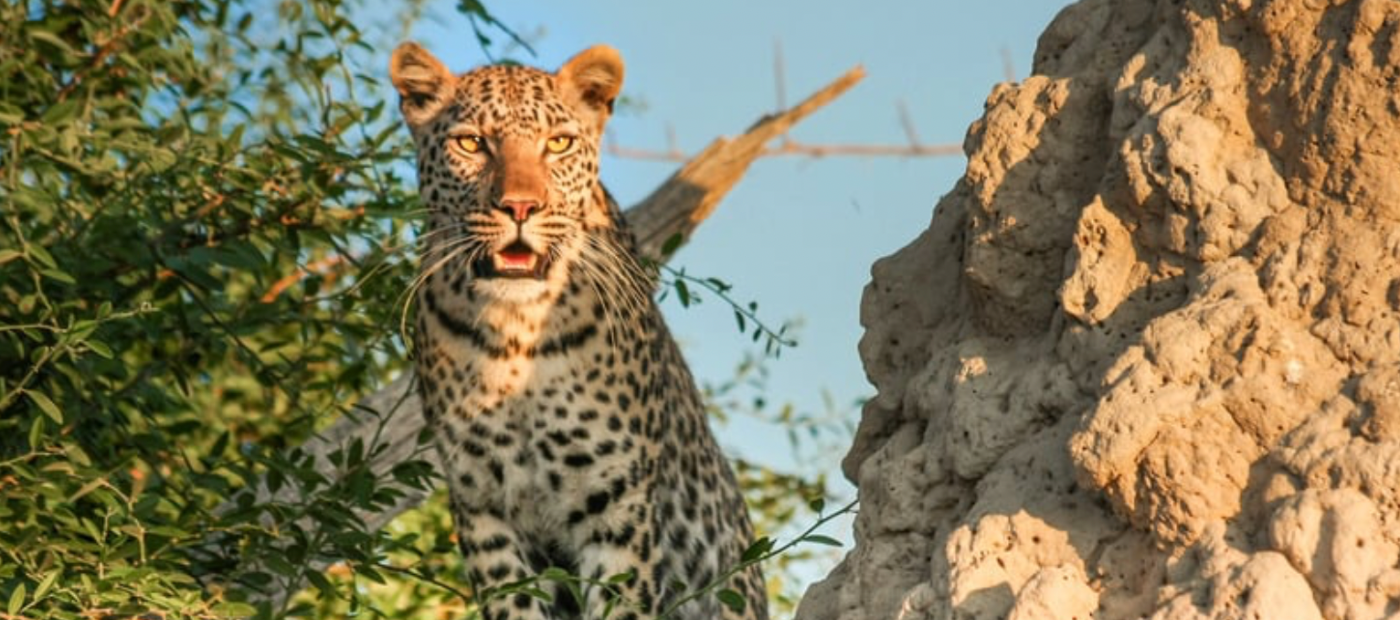 Delta Wildlife Encounters
