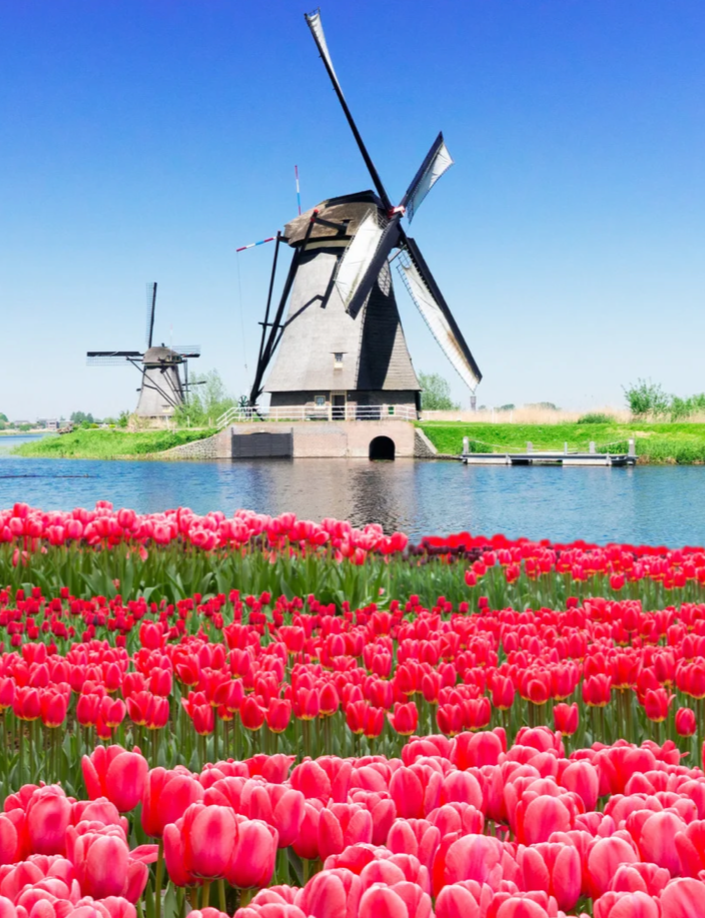 Tulips & Windmills Of Holland River Cruise 2028 hero image